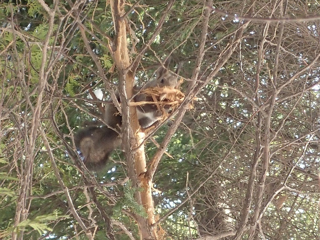 エゾリスにちら見