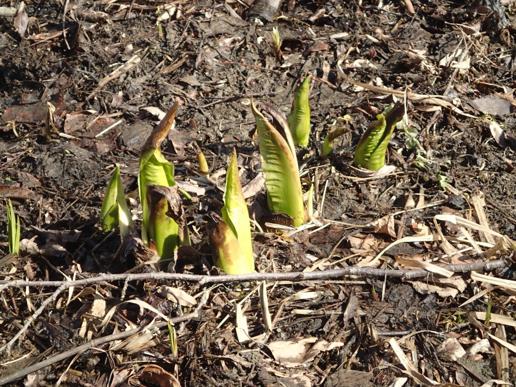 ミズバショウの芽