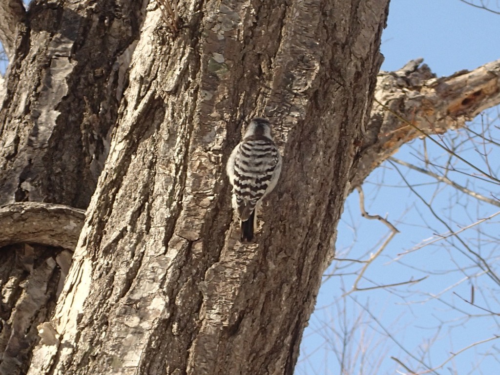 背中の模様が美しい
