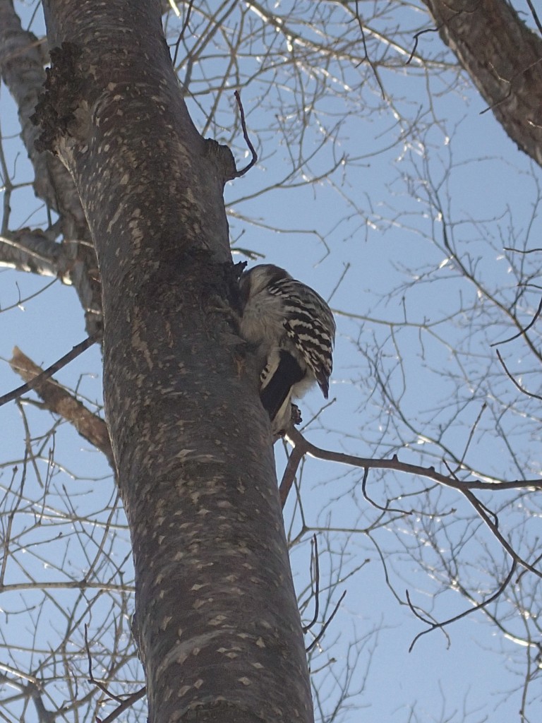 頭を木にうずめるコゲラ