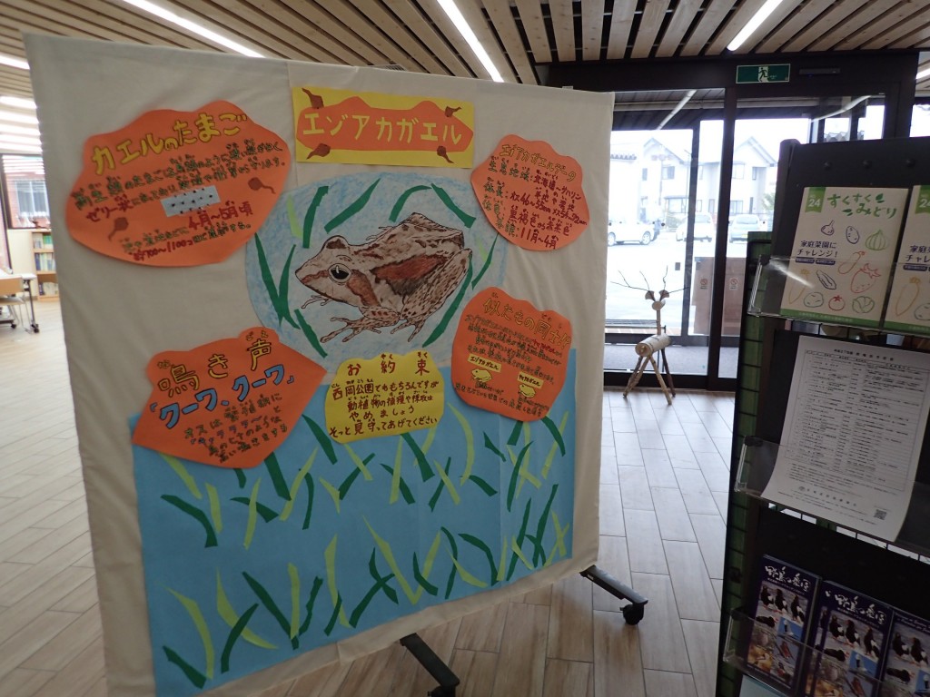 P4150016展示カエル