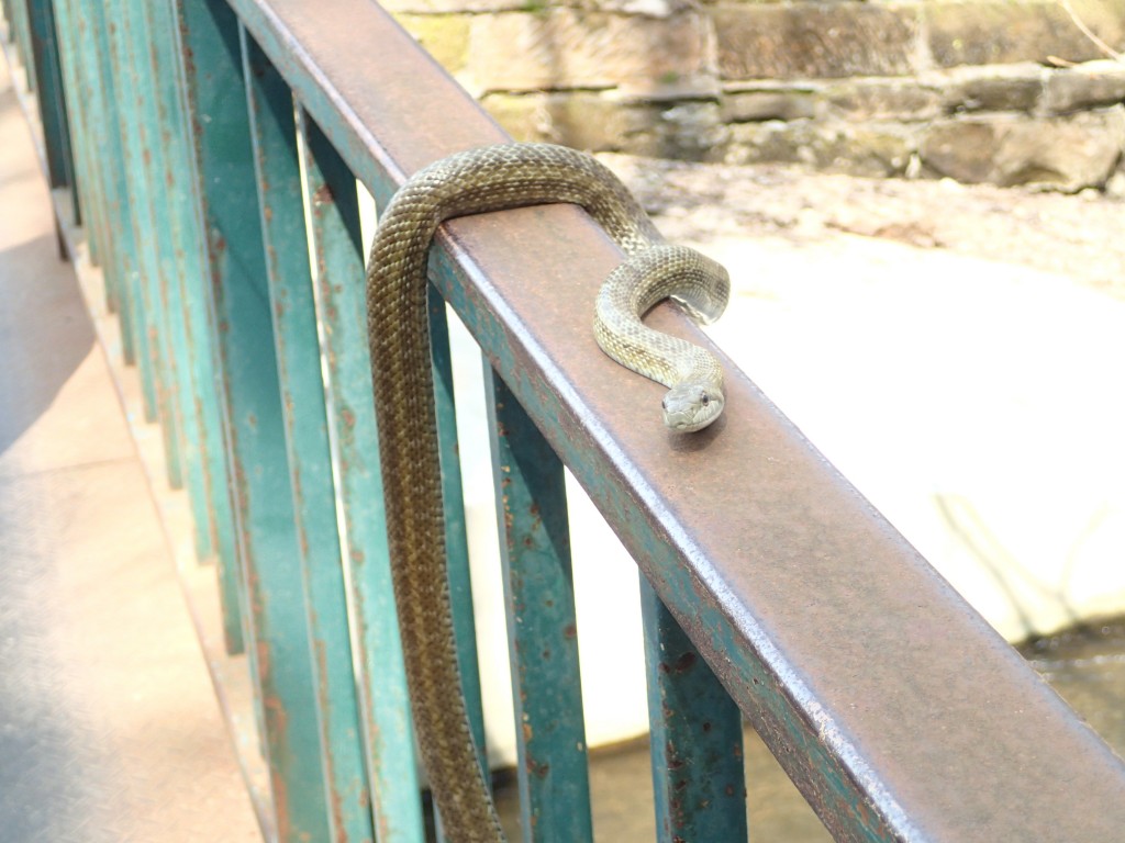 アオダイショウ