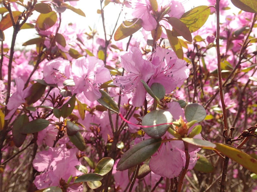 エゾムラサキツツジ