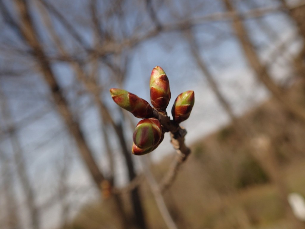 エゾヤマザクラ