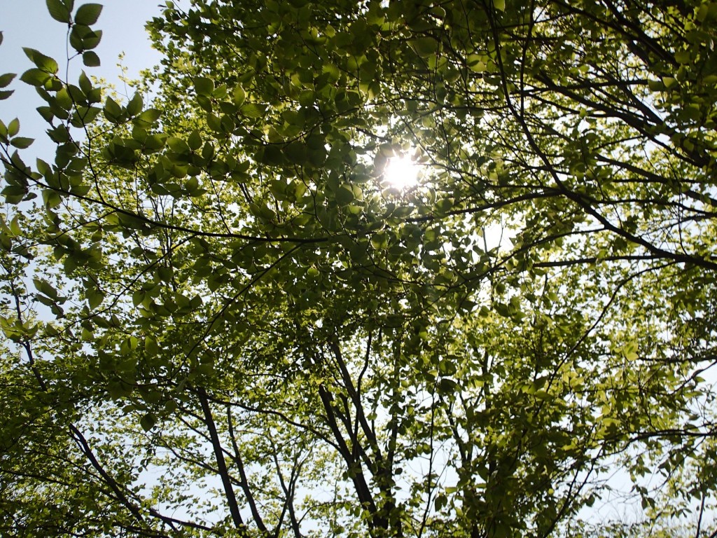 ブナと太陽