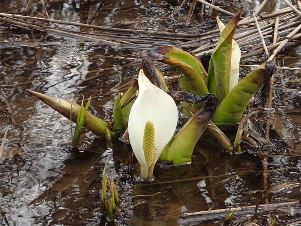 ミズバショウ