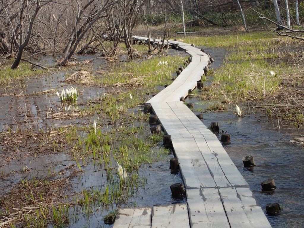 ミズバショウ木道