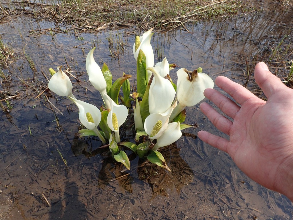 ミズバショウ２