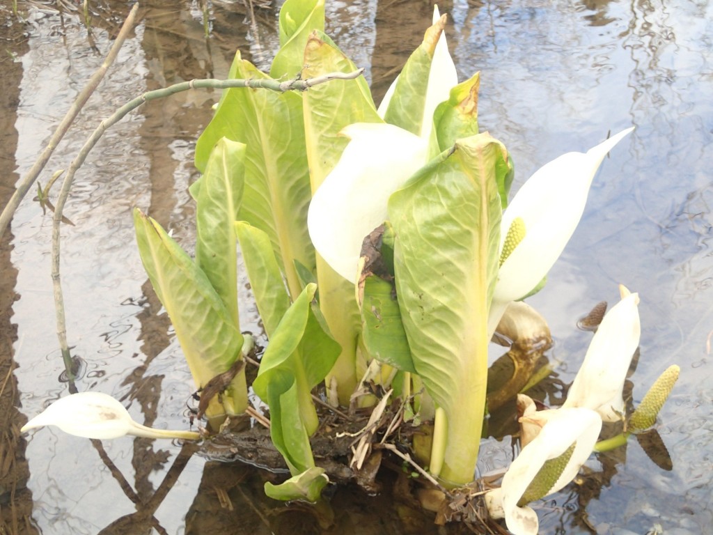 大ミズバショウ