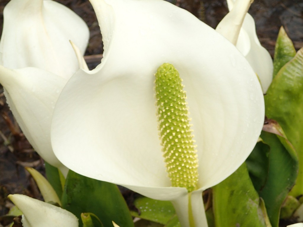 成長ミズバショウ