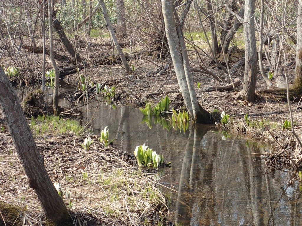 水面とミズバショウ