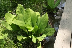 20150526MizubashouLeaves