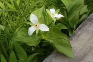 20150526Oobananoenreisou