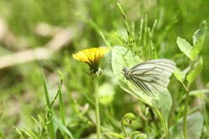 20150526Sujiguroshirochou