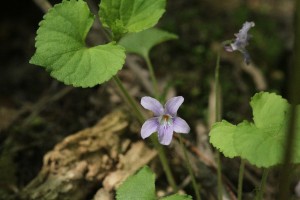 20150526Tachitsubosumire