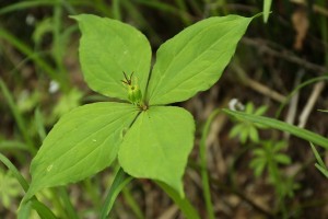 20150526Tsukubanesou
