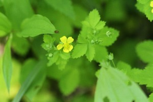 20150528Himehabiichigo