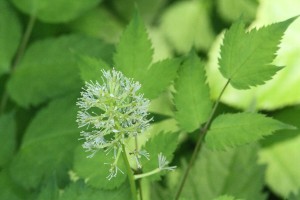 HP20150528Ruiyoushouma