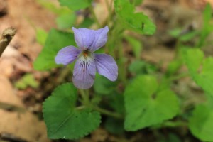 HP20150528Tsubosumire