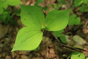 20150528Tsukubanesou