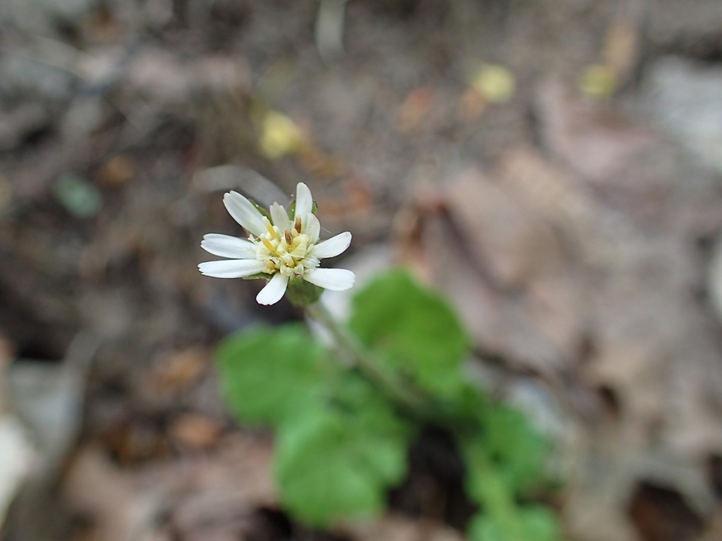 西岡公園ガイドウォーク