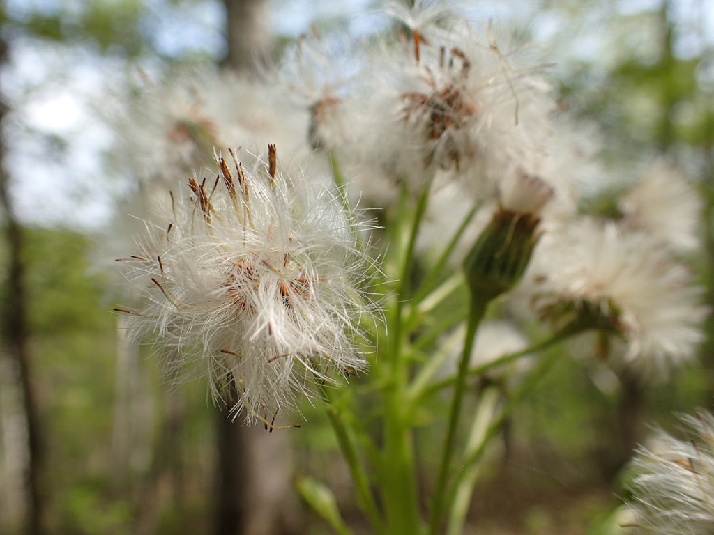 西岡公園ガイドウォーク