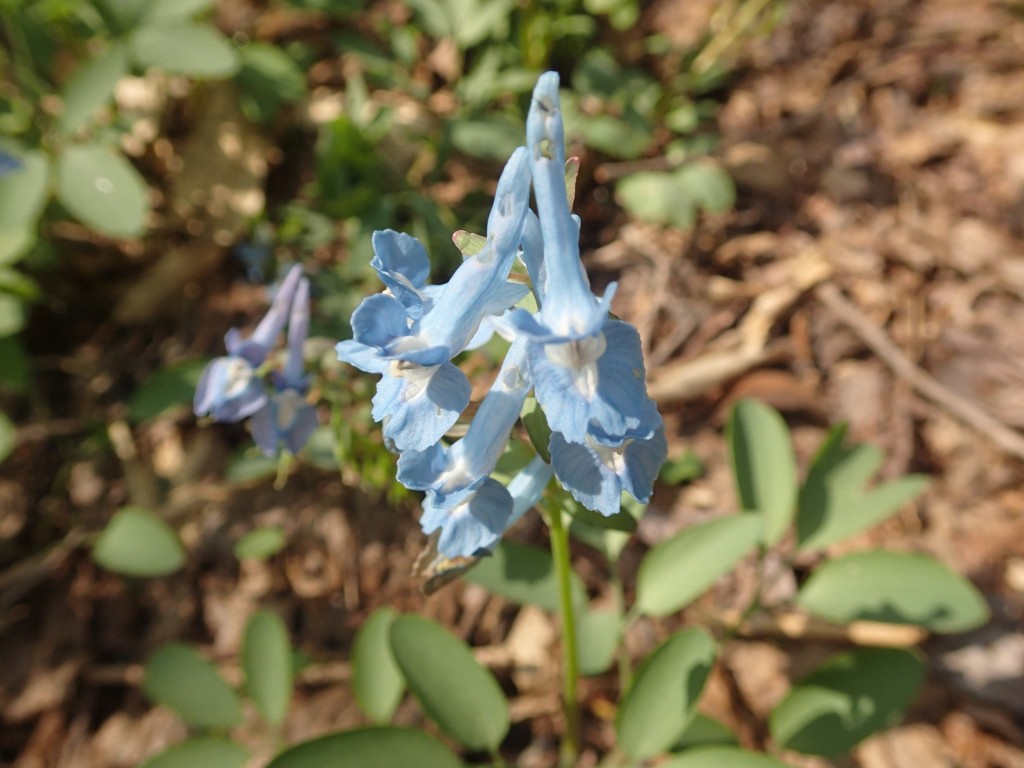 エゾエンゴサク