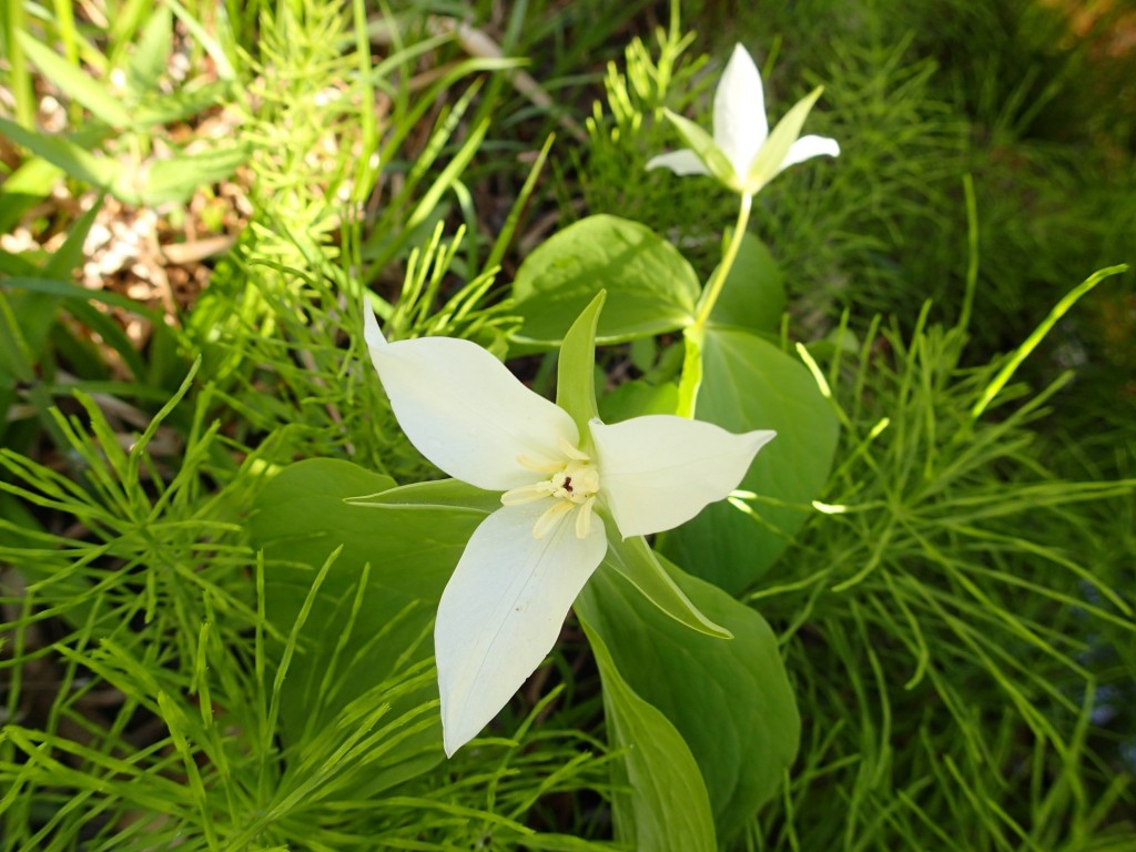 オオバナノエンレンソウ