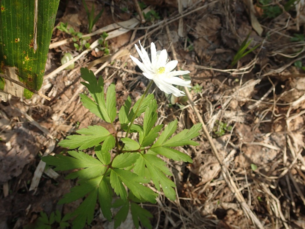 キクザキイチゲ