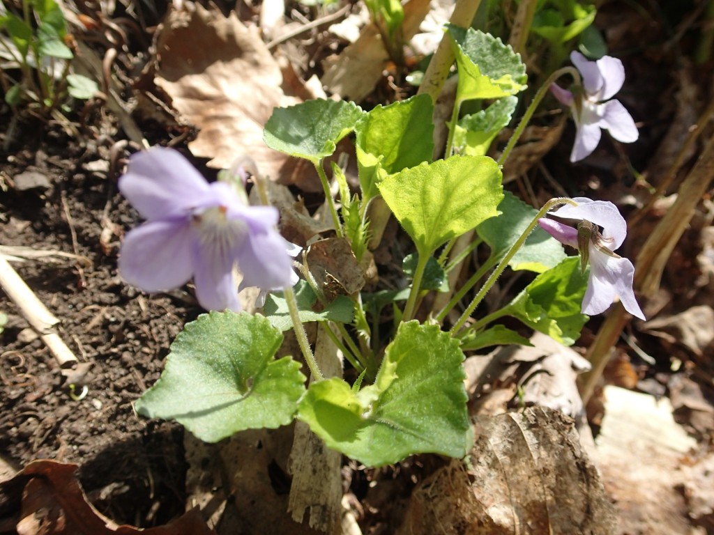 タチツボスミレ (2)