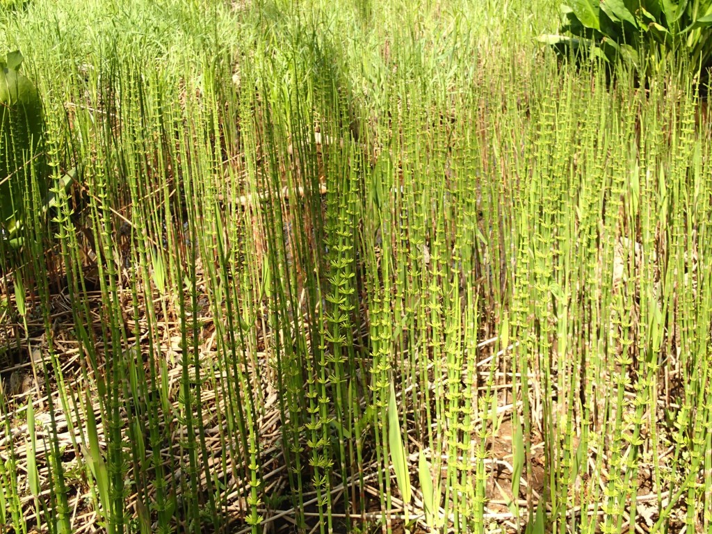 トクサびっしり