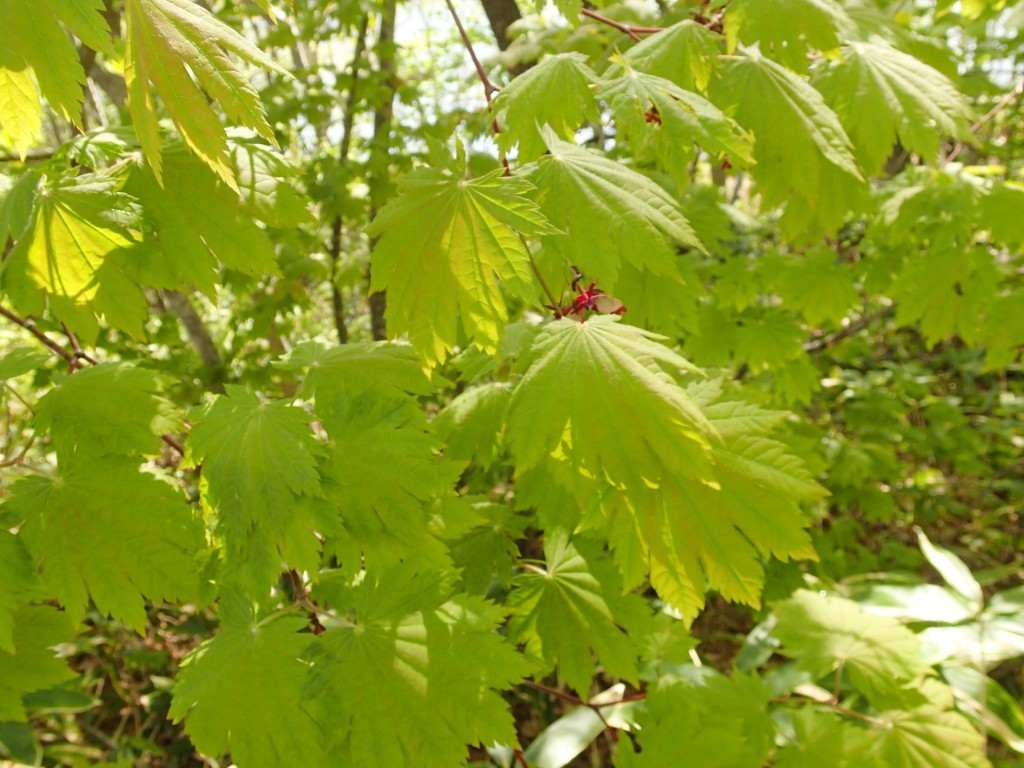 ハウチワカエデ