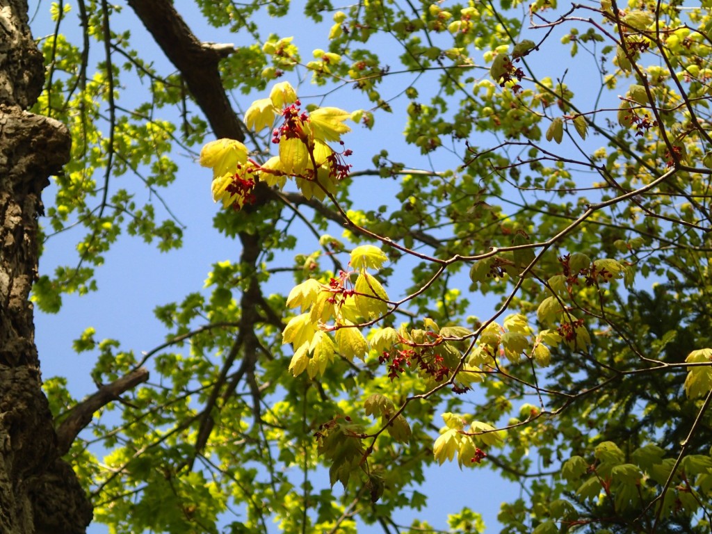 ハウチワカエデ (2)