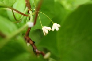 20150605Chousengomishi