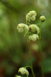 20150605Jinyouichiyakusou