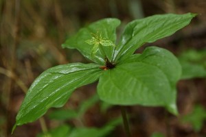 20150605Tsukubanesou