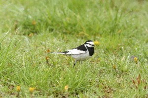 20150608Hakusekirei3