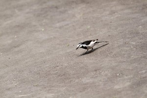 HP20150607HakusekireiN0526