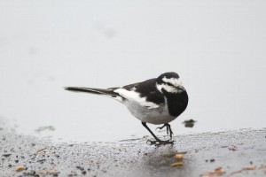 20150608Hakusekirei1