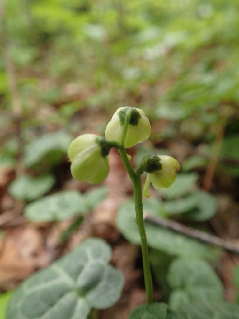 ジンヨウイチヤクソウ