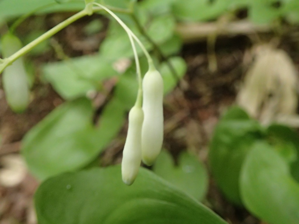 ミヤマナルコユリ