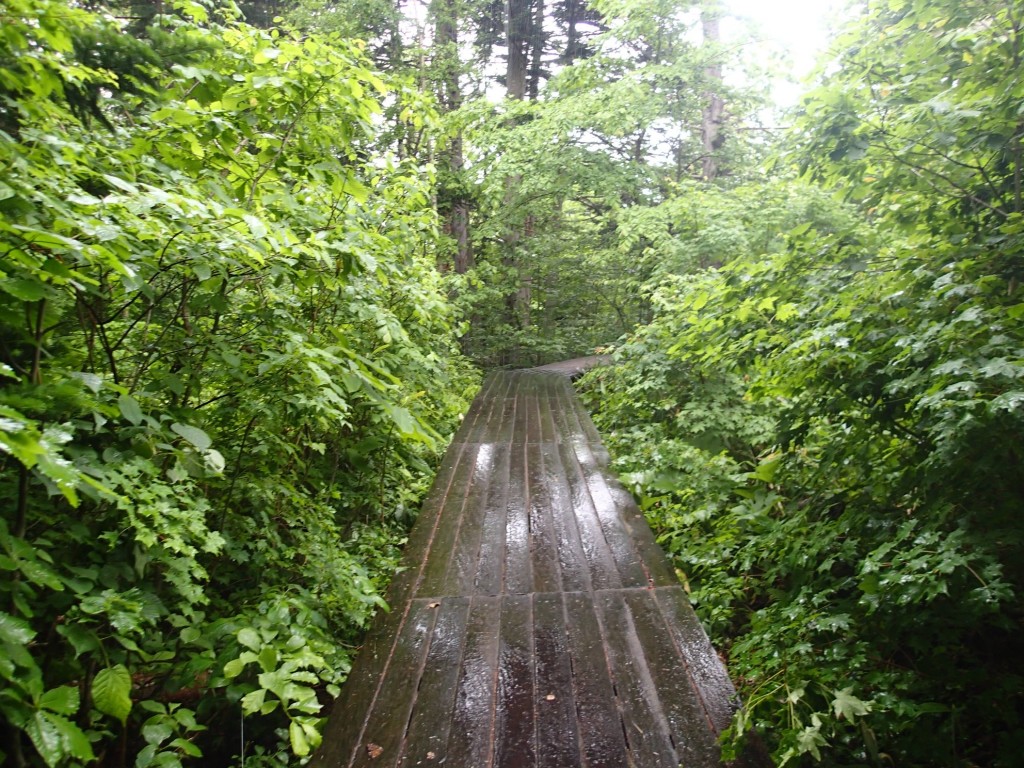 雨の木道