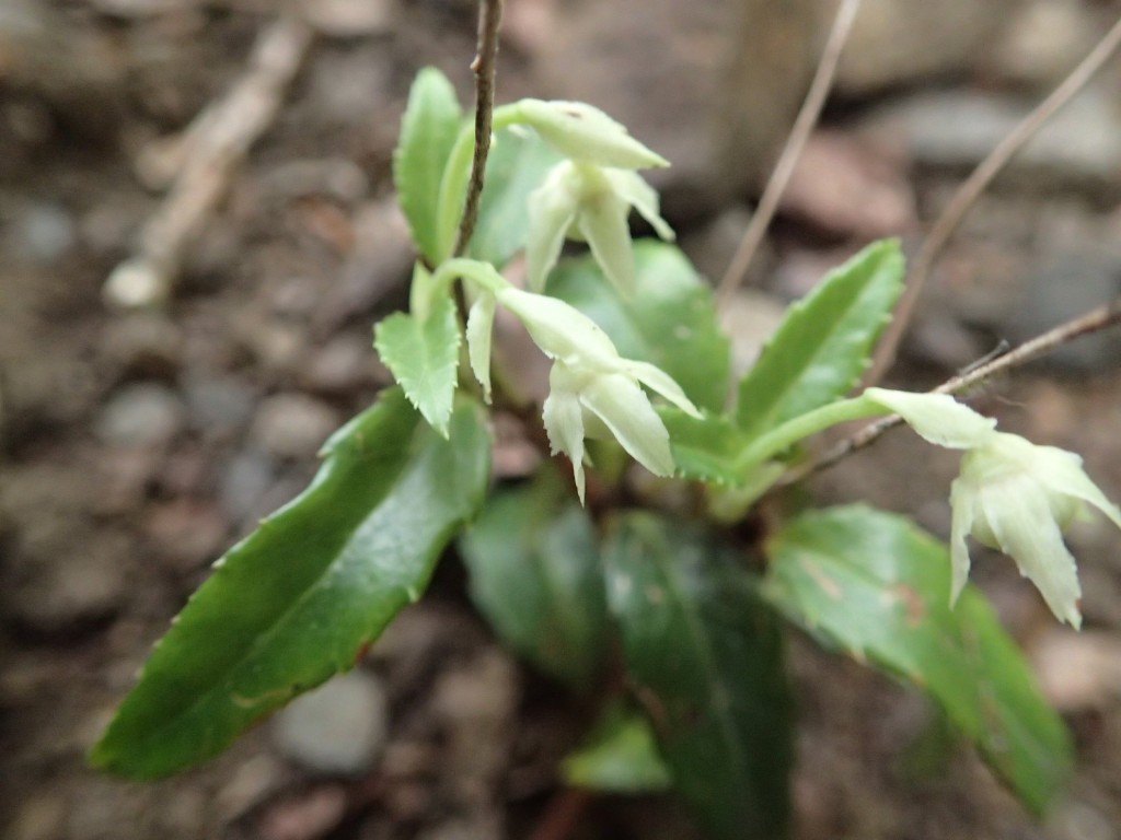 ウメガサソウの蕾