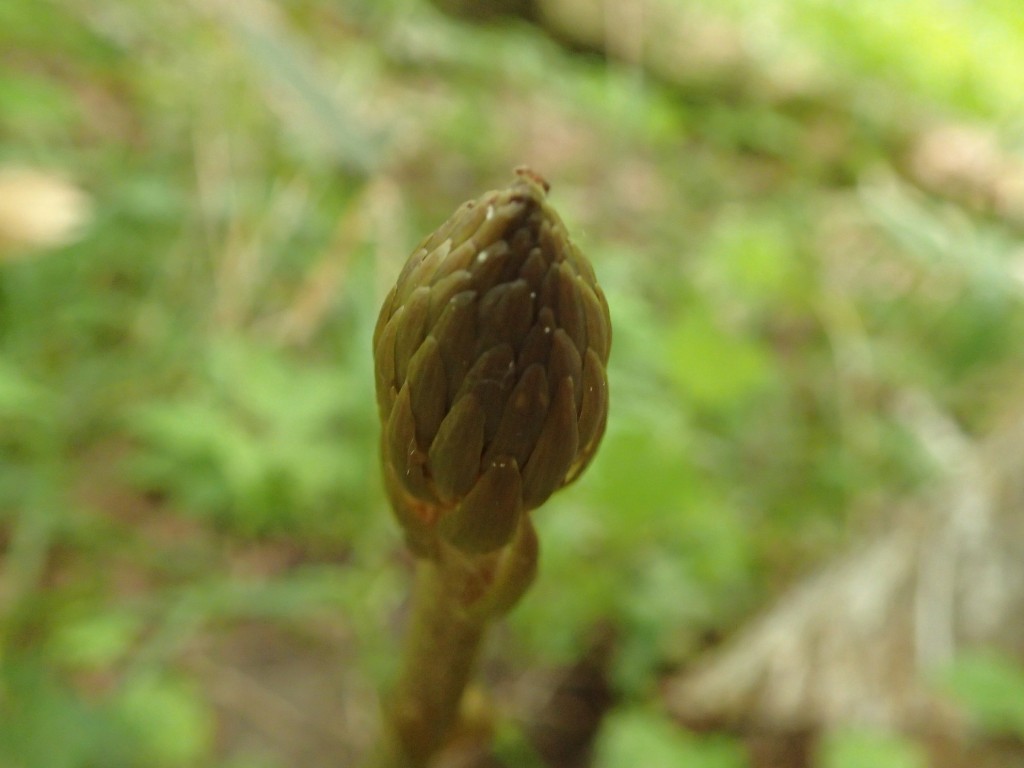 オニノヤガラ２