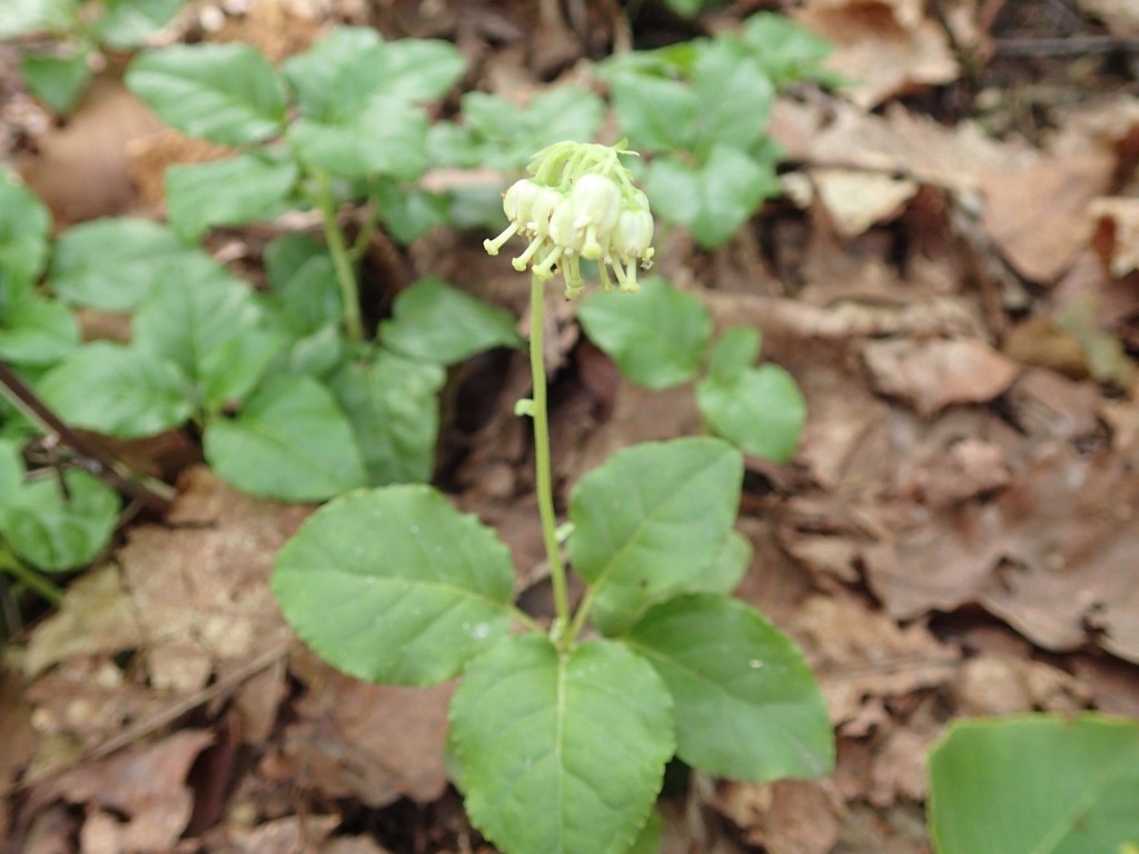 コイチヤクソウJPG