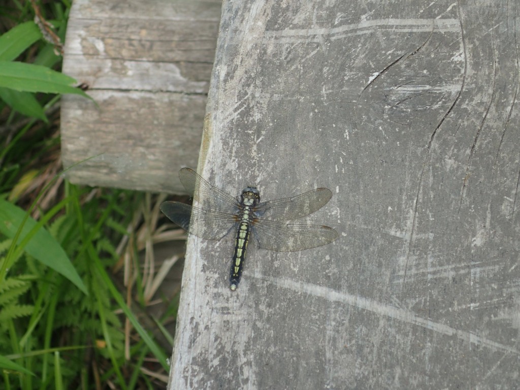 シオヤトンボ♀