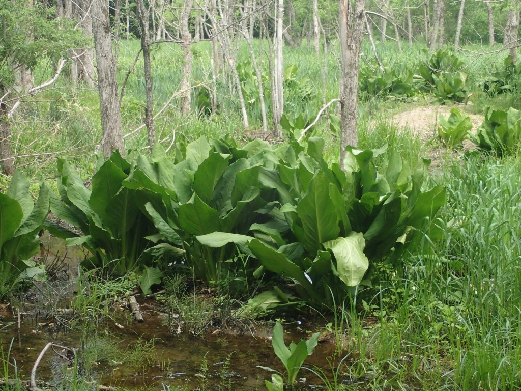 ミズバショウ跡