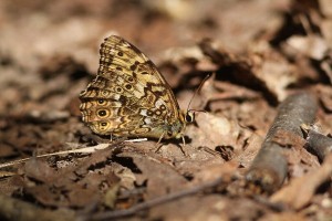 20150709Yamakimadarahikage