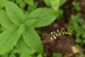 HP20150719AHaedokusou