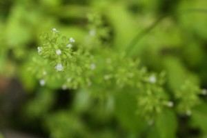 HP20150719AKurumabana